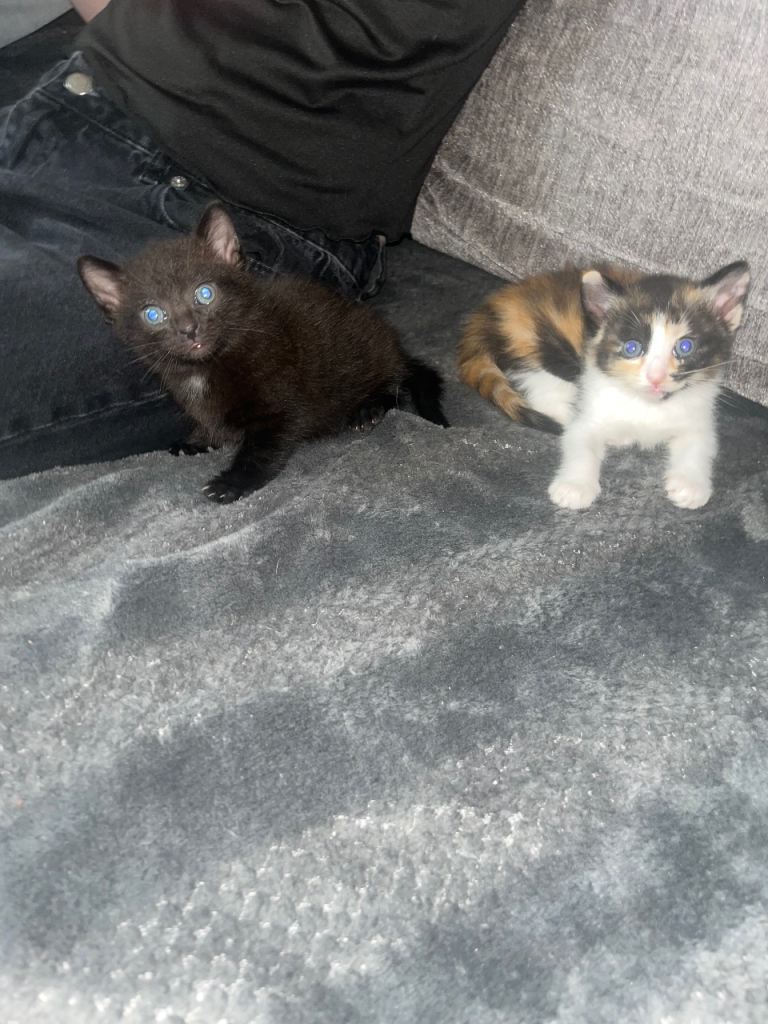 2 beautiful girl kittens 