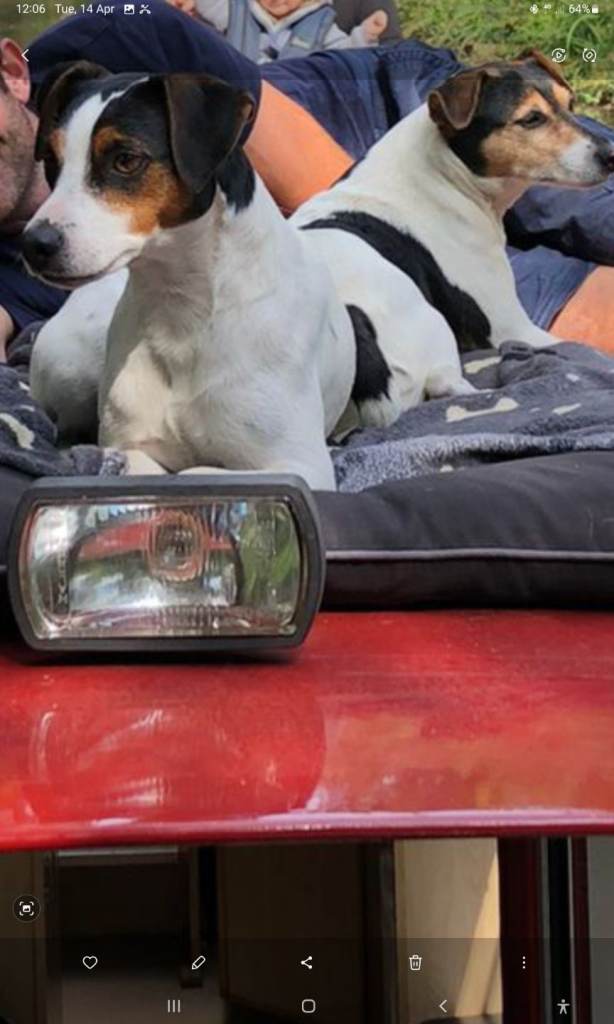 Daisy and clover , mother and daughter , require loving home , frequent walks