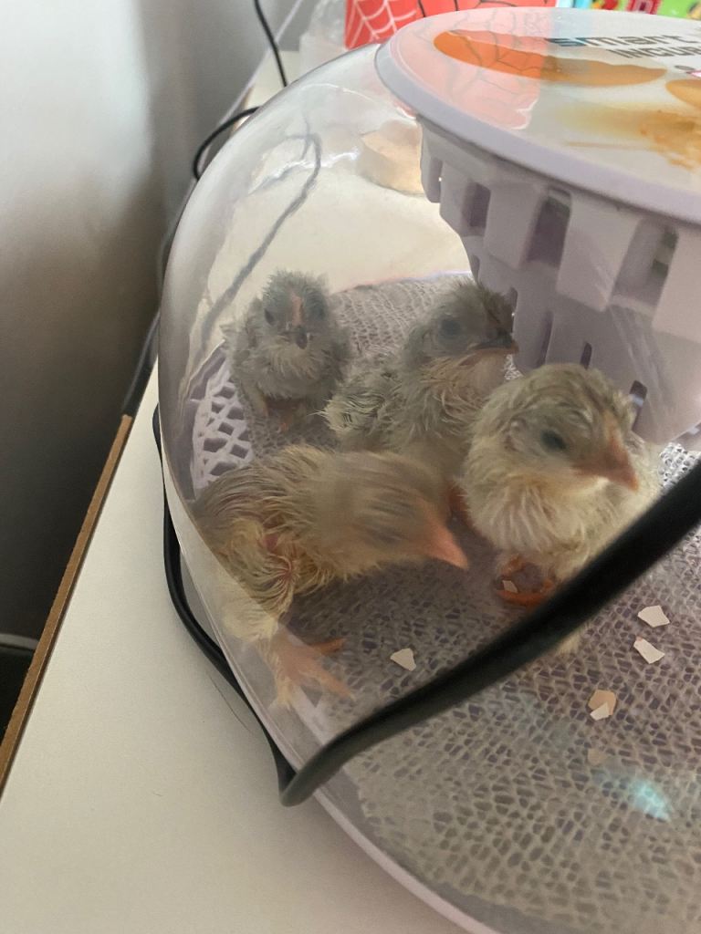 Chickens (lavender bantams)