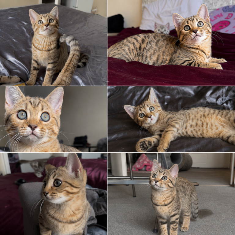 14 WEEK OLD LOVING SCOTTISH BENGAL FEMALE