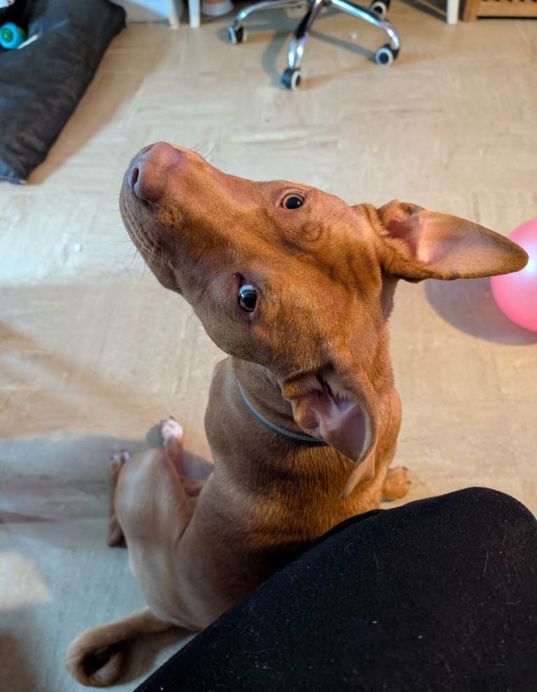 Skye Staffordshire bull terrier x Shar pei 