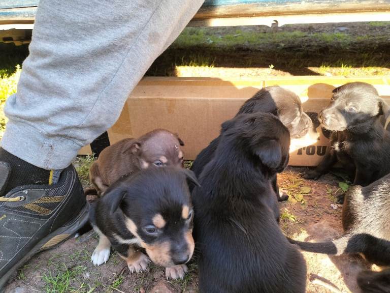 Kelpie x Welsh collie x Belgian malinois x staffy 