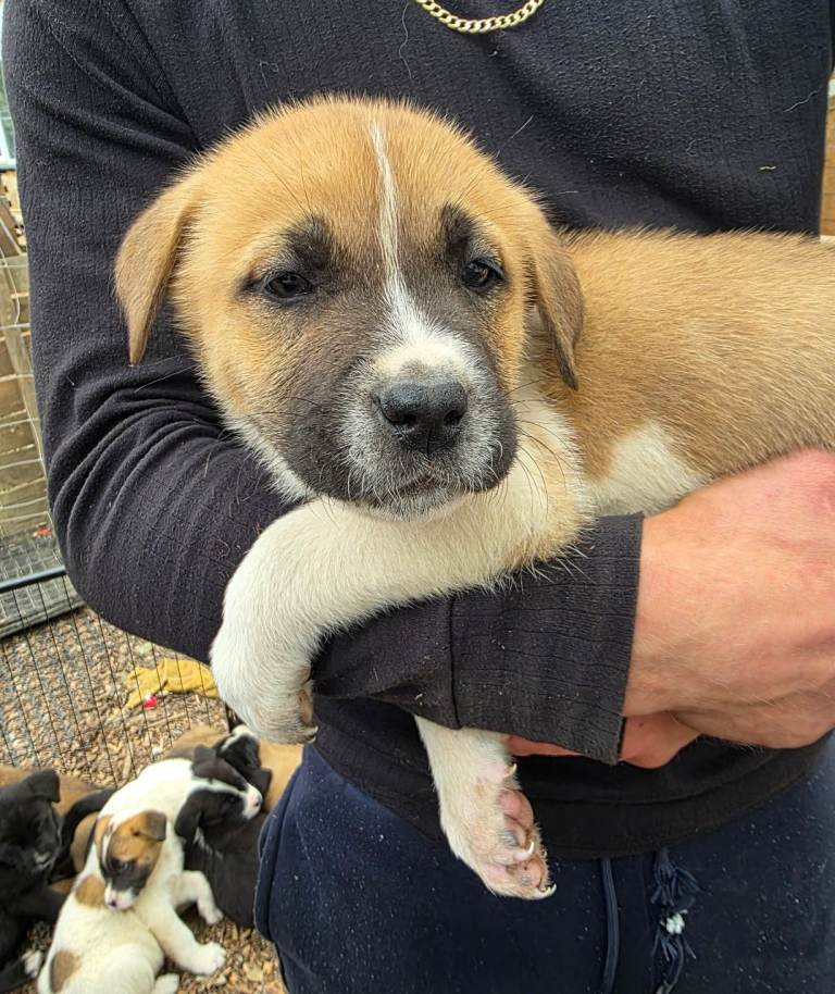2 akita x cane corso puppies left 