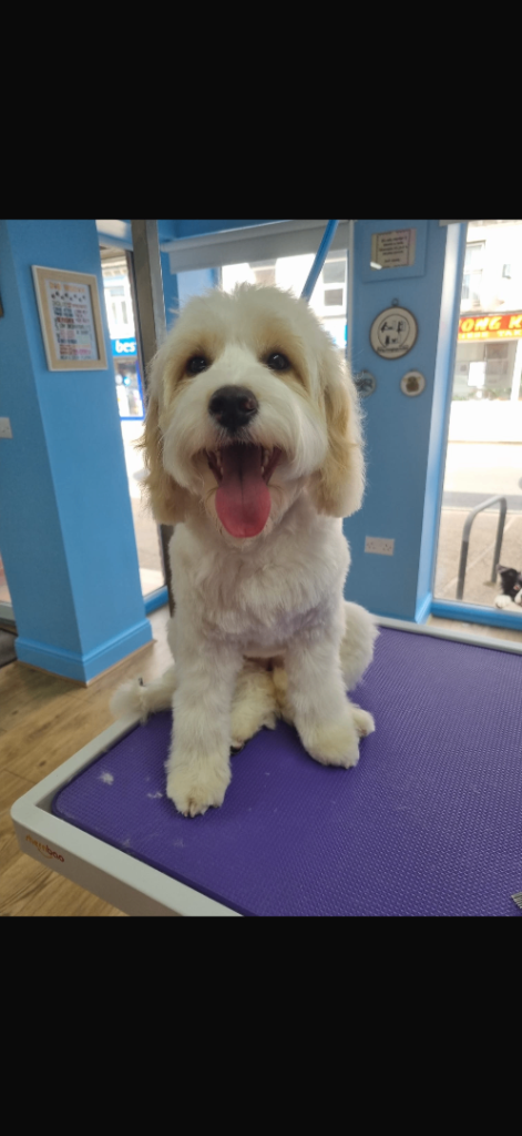 Cockapoo