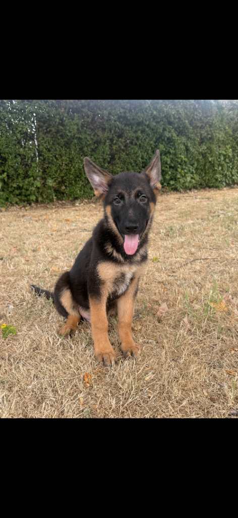 German shepherd puppies