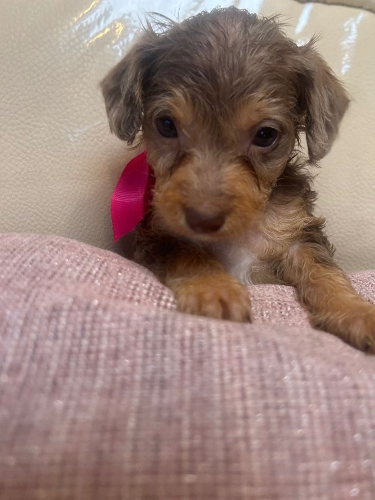 Miniature Jackapoo puppies  
