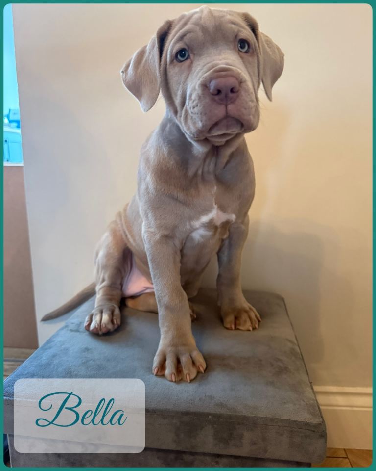 Neapolitan x Italian Mastiff pups READY NOW 