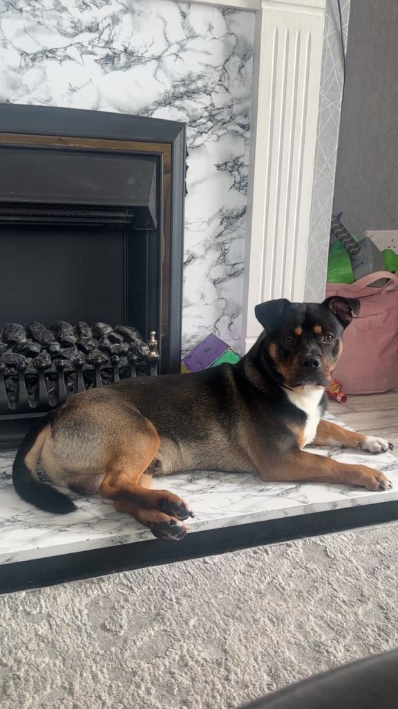 StaffieXwestie cross 