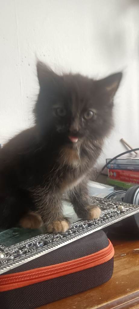 5 kittens for sale 