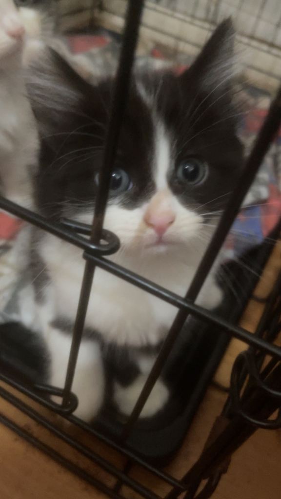 3 kittens looking for a good home