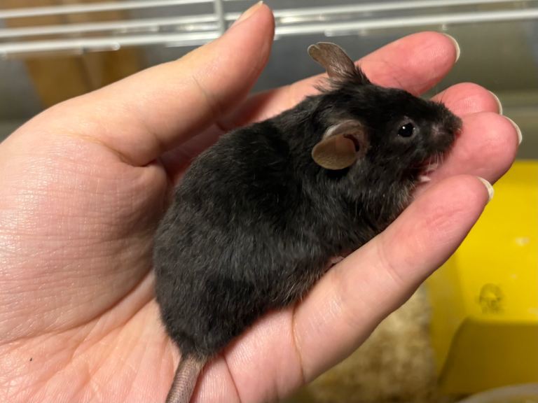STILL AVAILABLE:  friendly satin black & fluffy black male fancy mice for sale