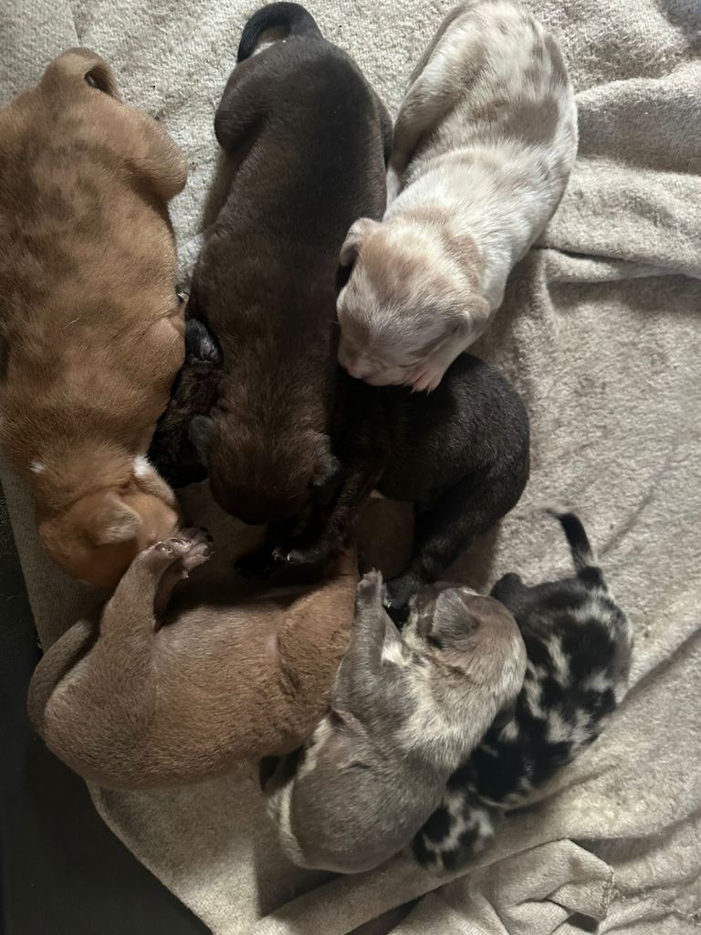 Pets for sale 