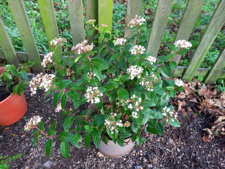 Shrubs large Chelmsford