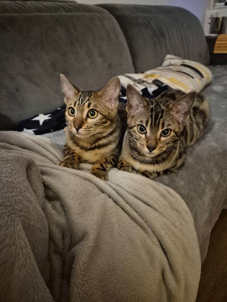 Bengal Kittens