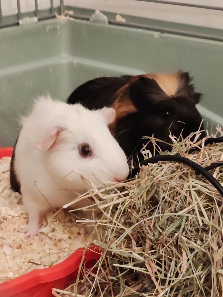 Two male guinea pigs 