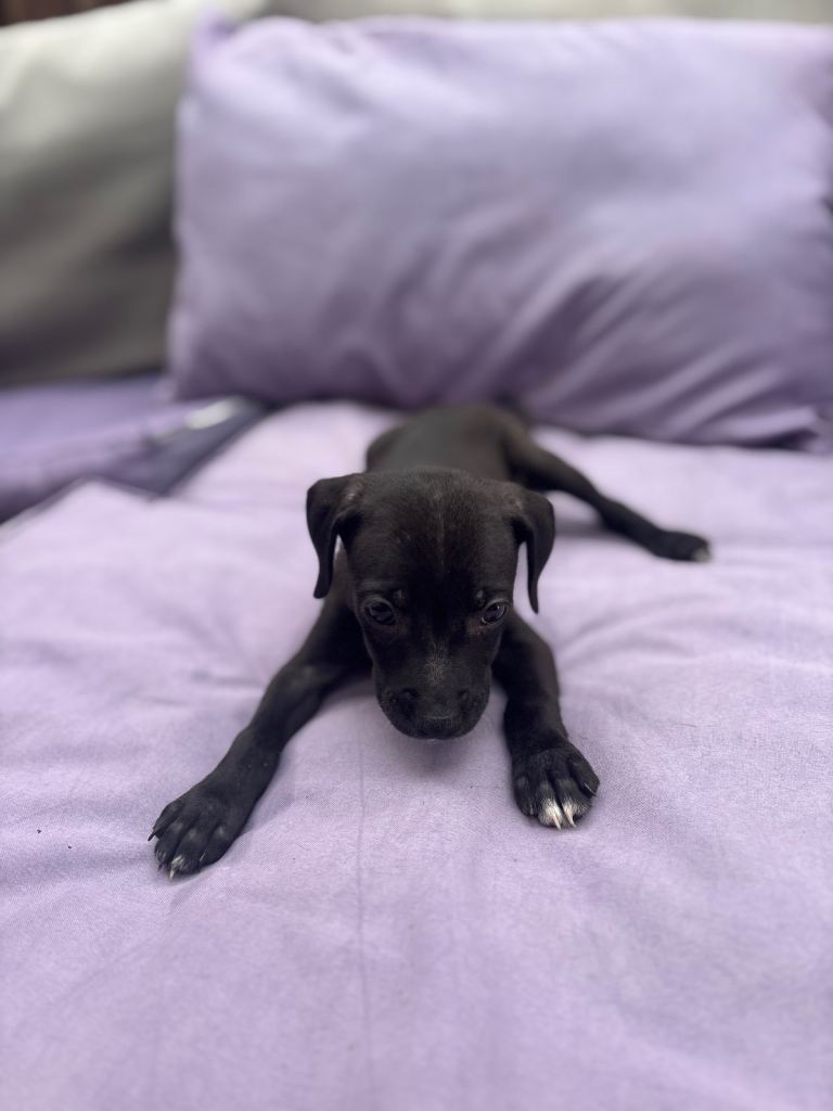 Gorgeous staff cross Labradors