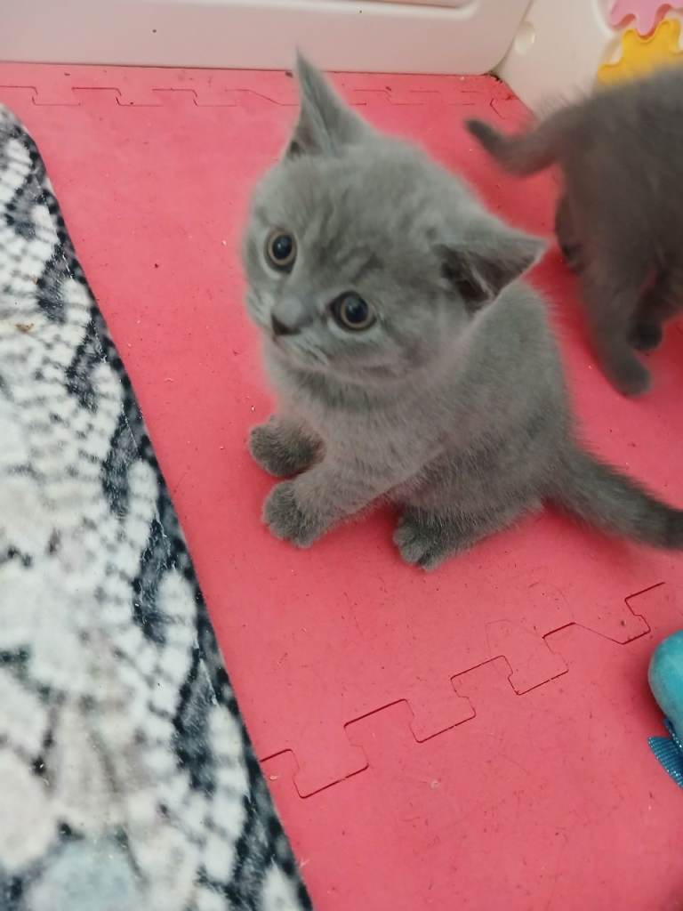Full pedigree British short hair kittens 