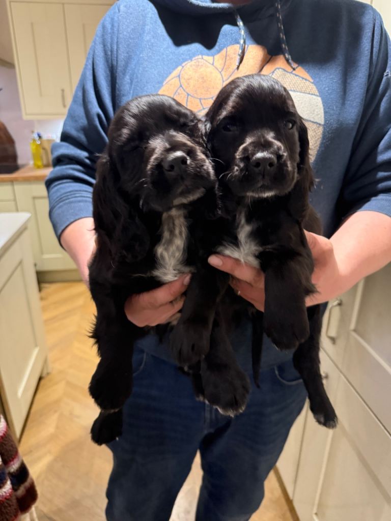 Ready Now! Cocker Spaniels ❤️