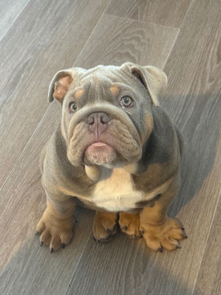English bulldog blue 