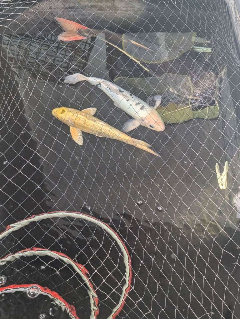 Koi fish and Red tail Cat Fish 