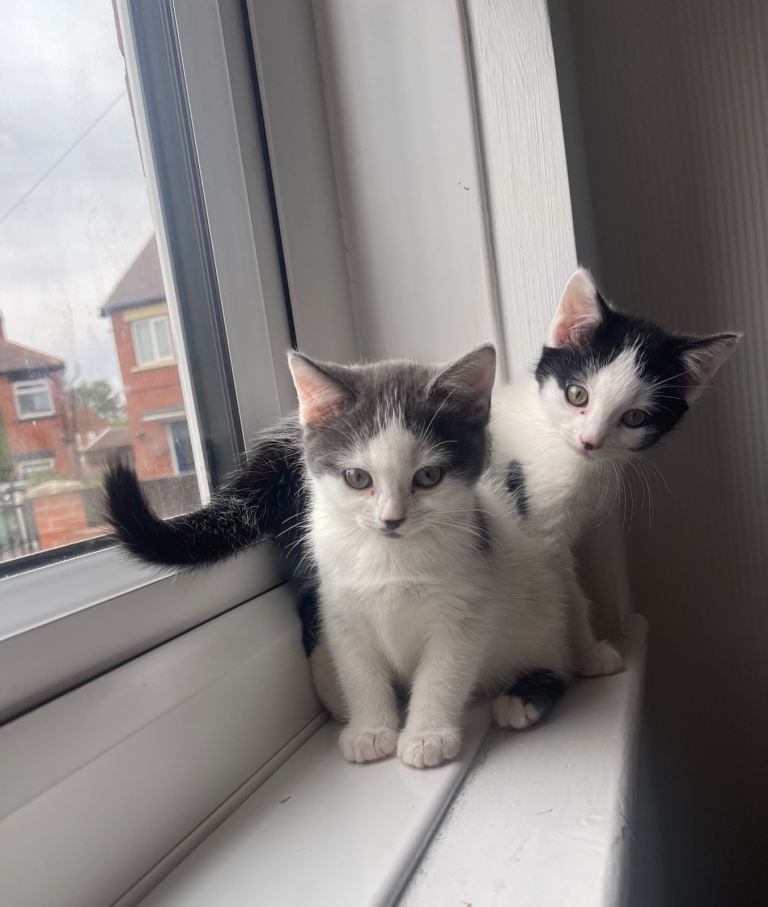     Ragdoll mixed-breed kittens