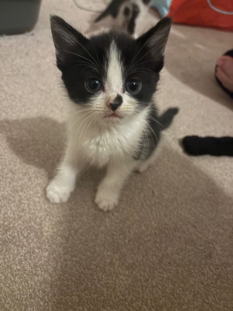 Kittens for sale 1 females left 