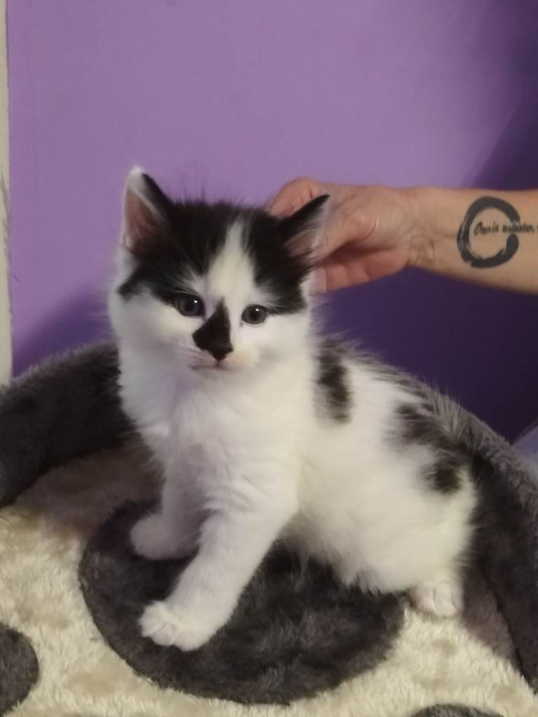 Beautiful Turkish Angora Mix Kittens for Sale