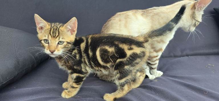 Beautiful marble Bengal kittens available now.