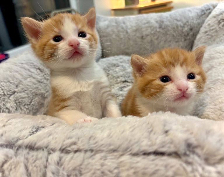 Kittens