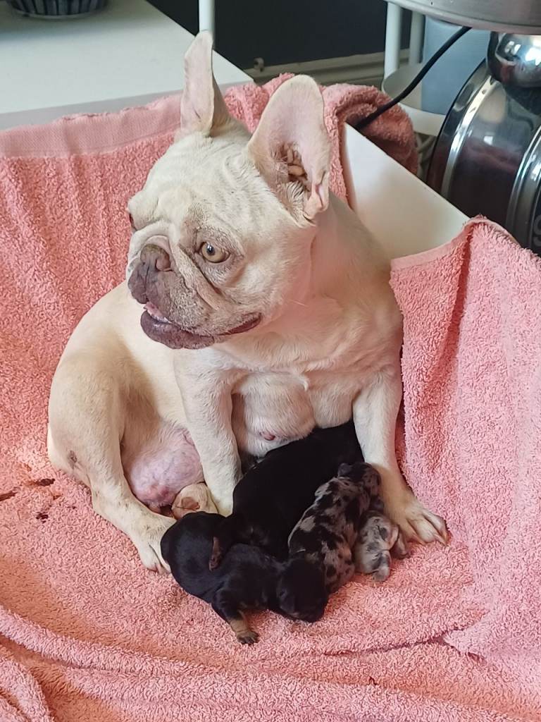 French Bulldog Puppies