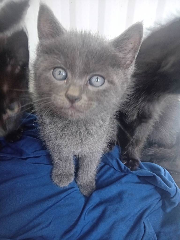 British short haired beautiful kitten 