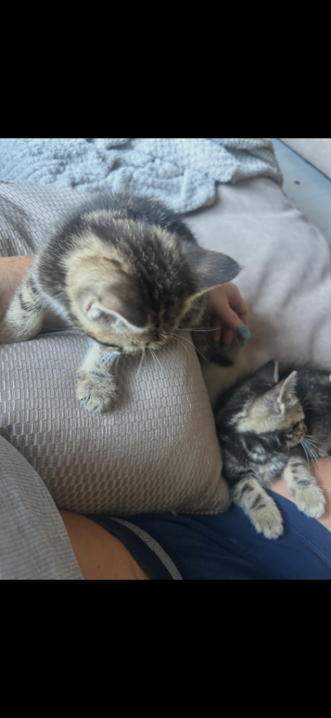 3 x lovely kittens for sale 
