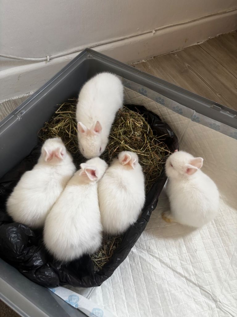 5 week old- 5 baby bunnies🥹