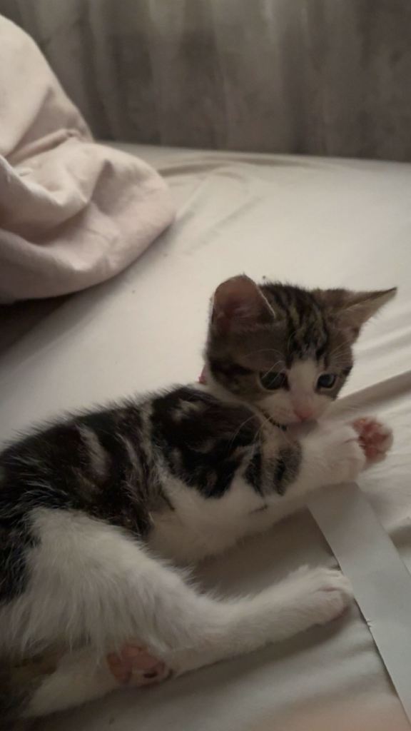 Beautiful 11-Week-Old Tabby & White Kitten
