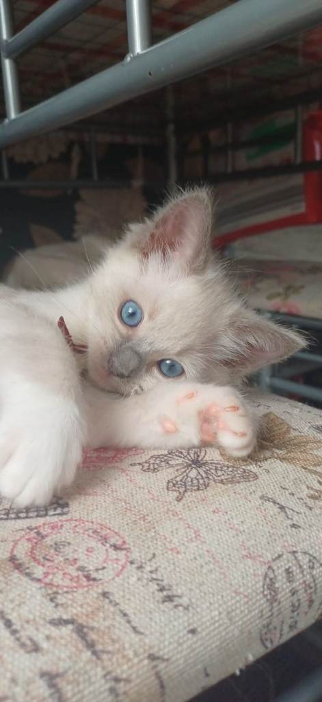 Gorgeous Ragdoll kittens 