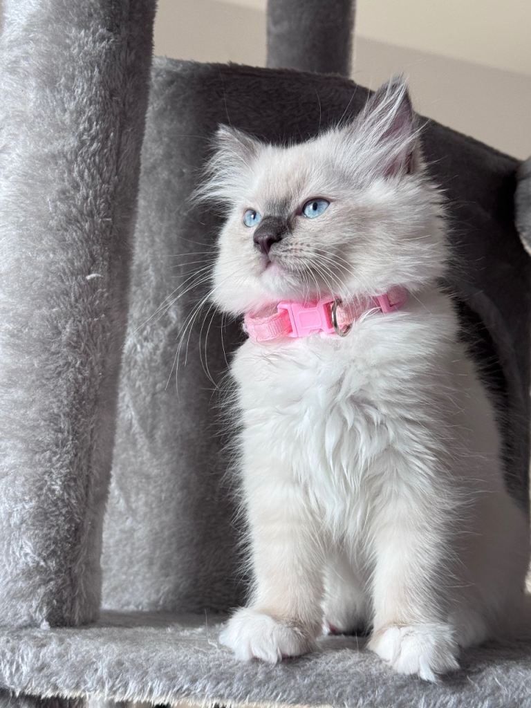 🩵Stunning Blue Mitted Ragdoll Kittens🩵