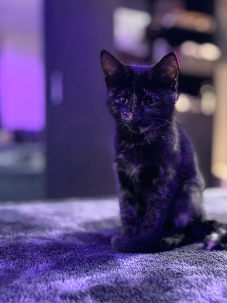 Kittens for sale