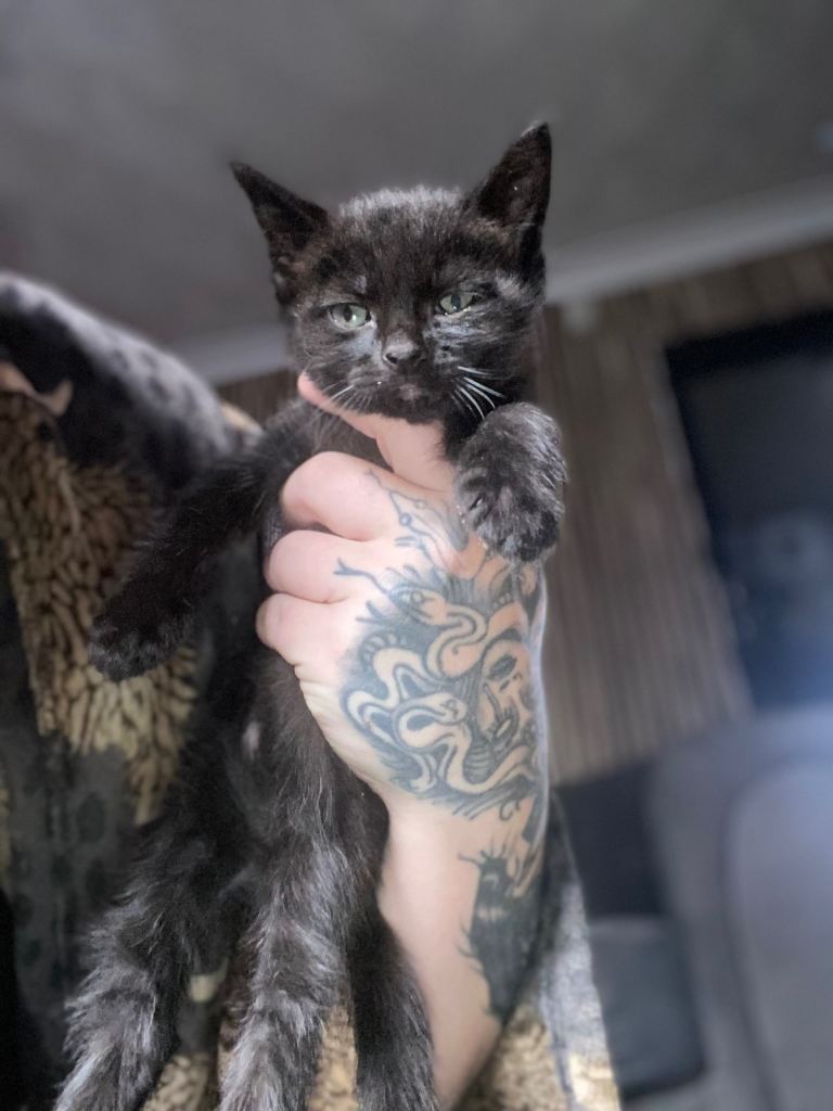 5 beautiful kittens ready now 