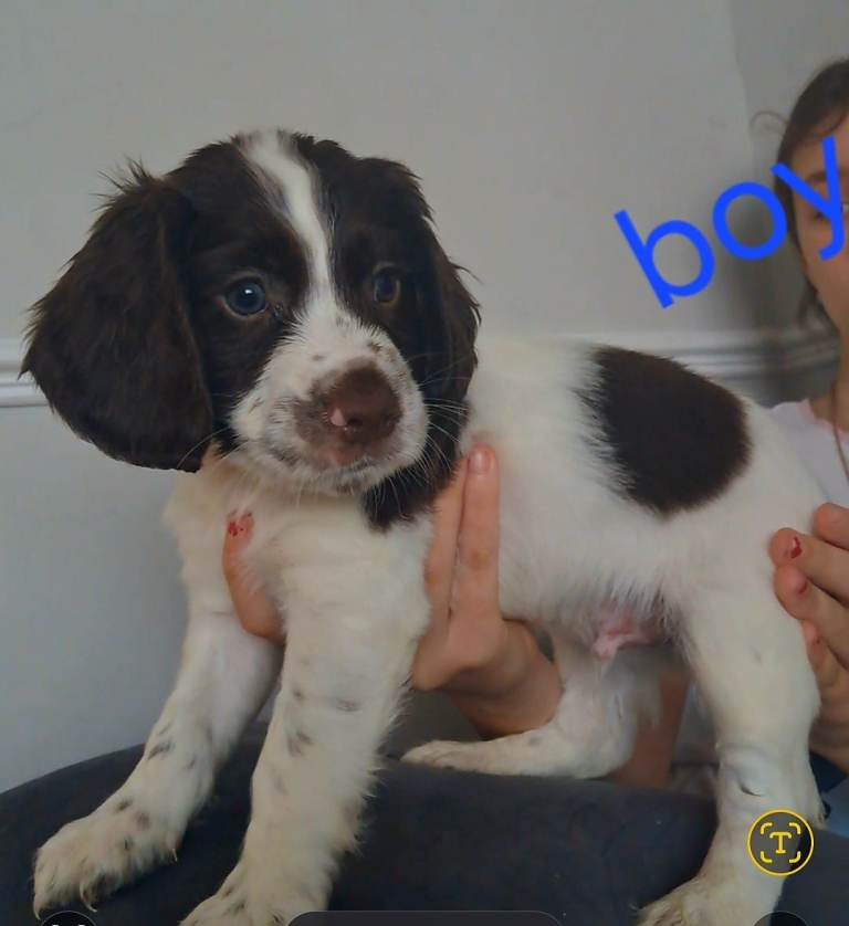 Cocker spaniel puppies 