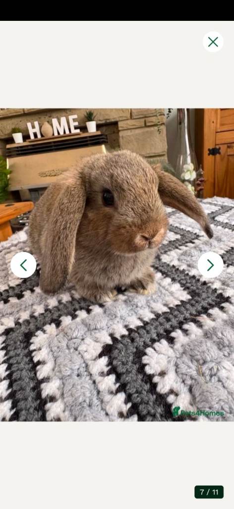 Rabbits