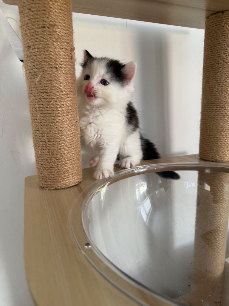 Kitten for sale