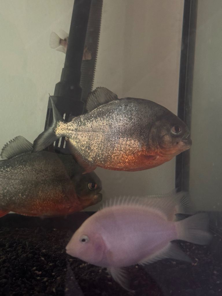 2 Red Bellied Piranhas for SALE.