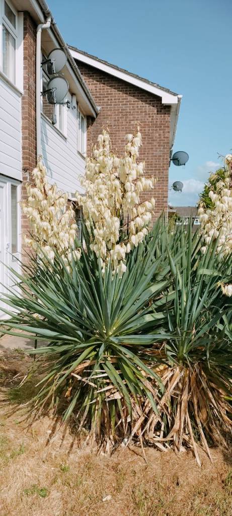 Yucca Adams needle plants flowers garden