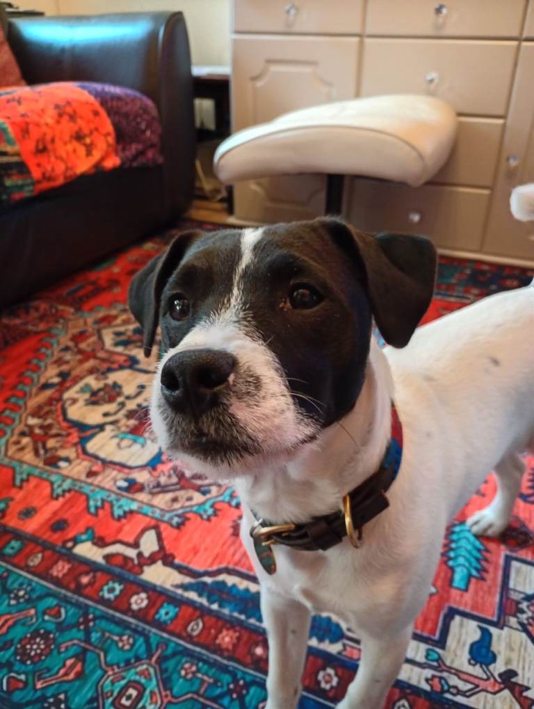 8 months old Jack Russell Terrier male Pup looking for specific home.