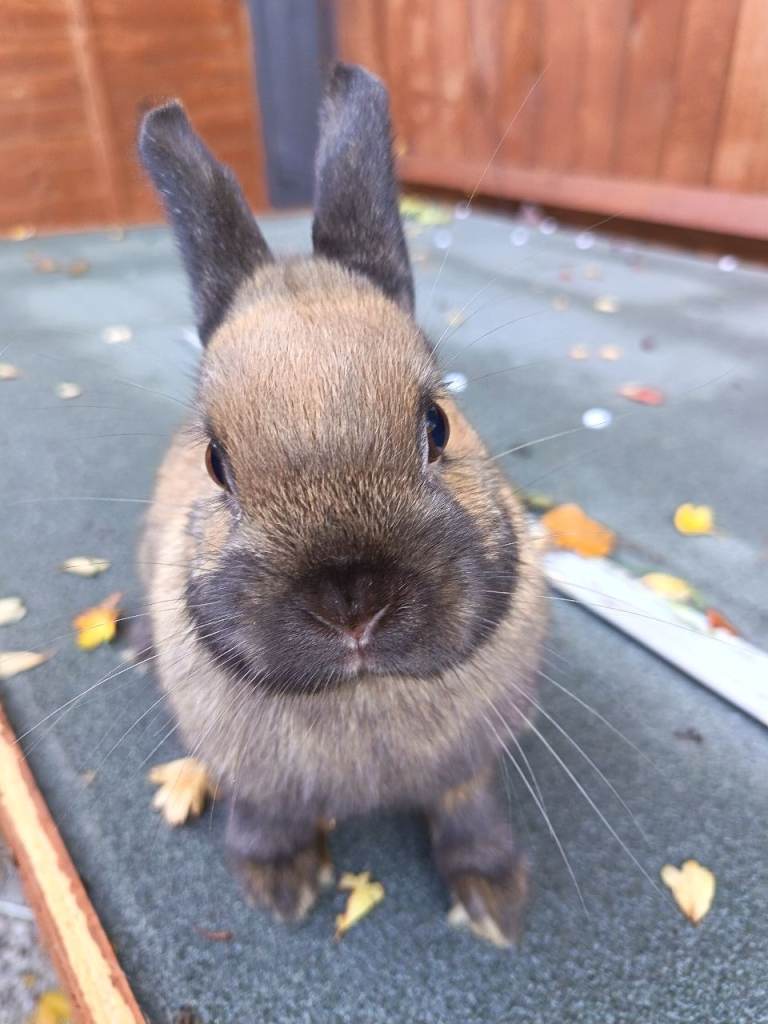 Female rabbit for sale