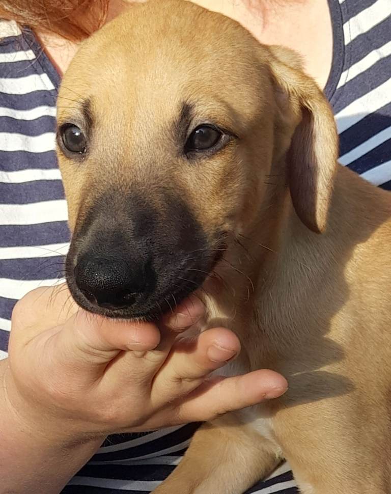 Lovely quality lurcher puppies
