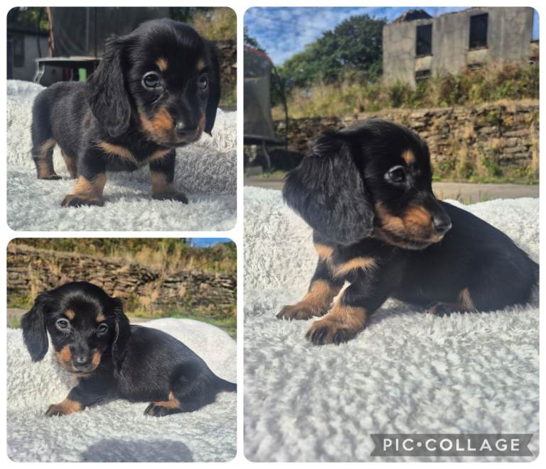 LONG HAIR PRA CLEAR MINIATURE DACHSHUND GIRL
