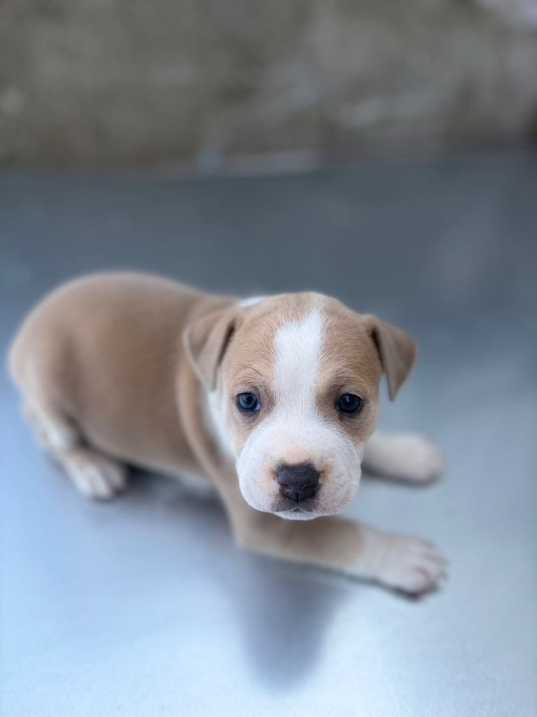 Staffy 