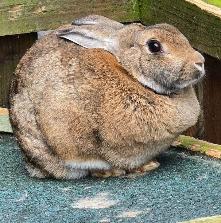2 female rabbits
