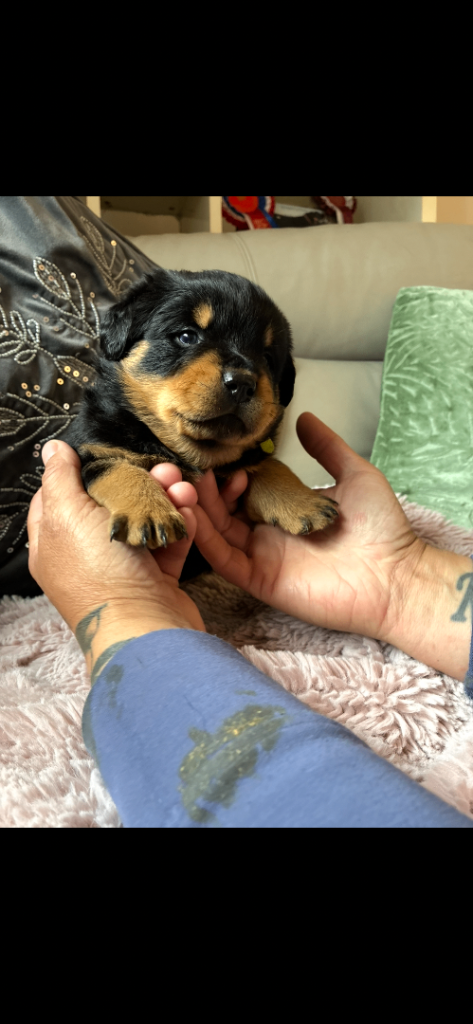 Rottweiler puppies